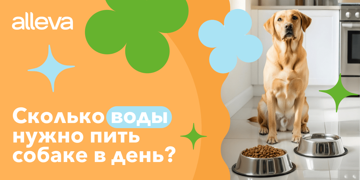 Сколько воды в день давать собаке
